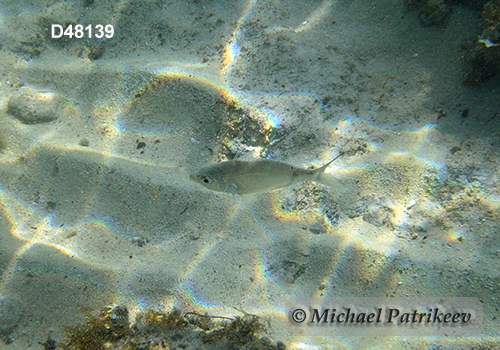 Mottled Mojarra (Ulaema lefroyi)